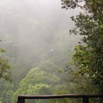 Into The Fog
