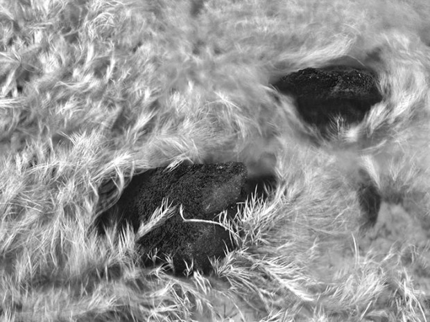 Monochrome - Grass Monochrome - Grass