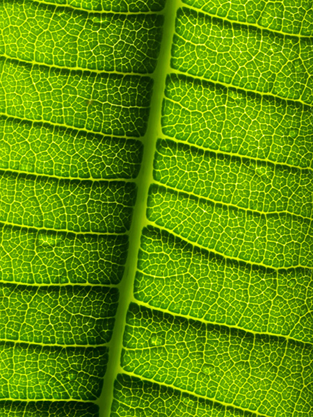 Plumeria Leaf