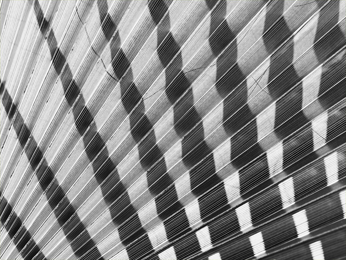 Palm Branch Pattern