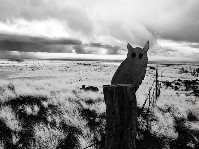 Metal Owl Art Off Waikoloa Road