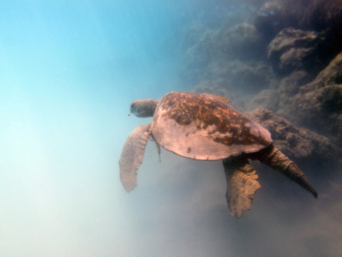 Old Turtle in Kiholo Bay