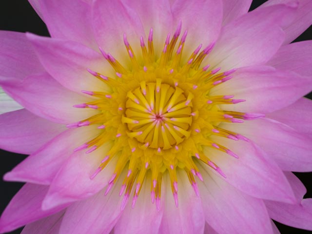 Pink Nymphaeaceae