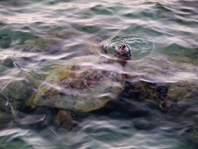 Up For Air Honu