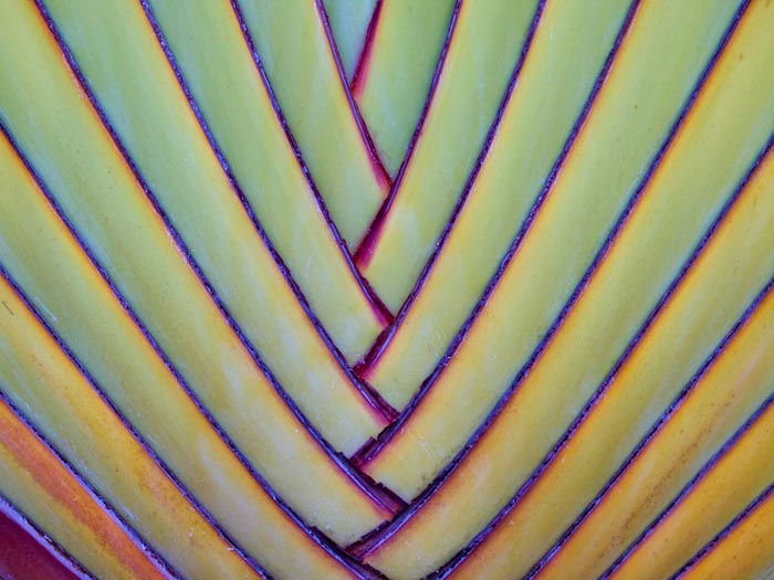 Traveler’s Palm Design