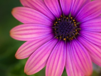 Pink Garden Flower