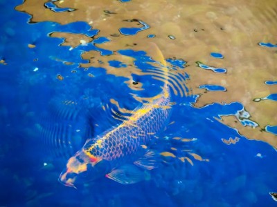 Koi in Waikoloa