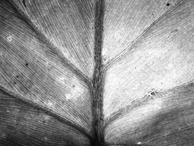 Broad Leaf Imprints