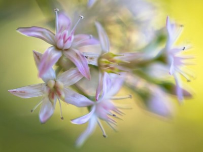 Macro Expression