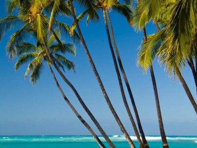 Palm Trees