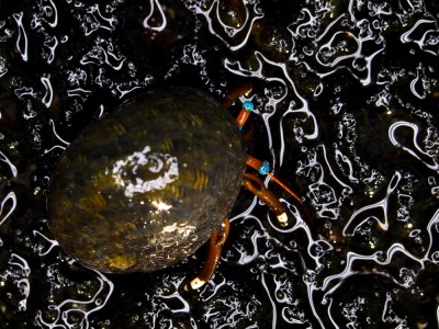 Hermit Crab