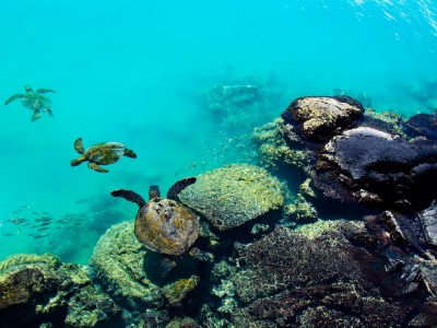 Three Honu